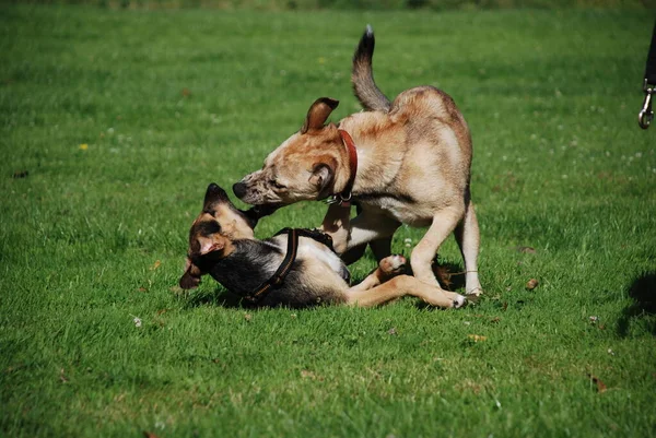 Cane Che Gioca Con Una Palla Nell Erba — Foto Stock