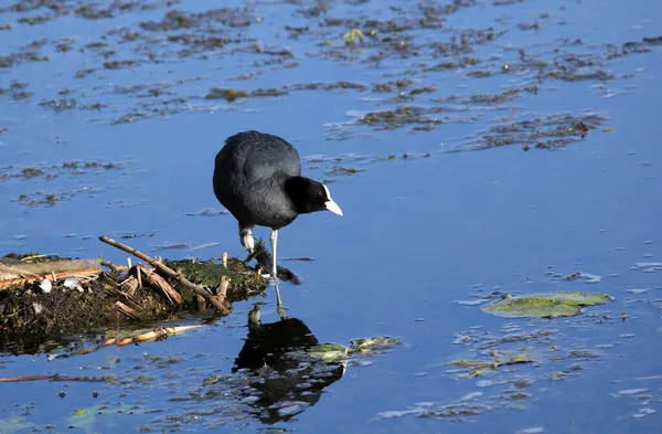 Una Gran Garza Agua —  Fotos de Stock