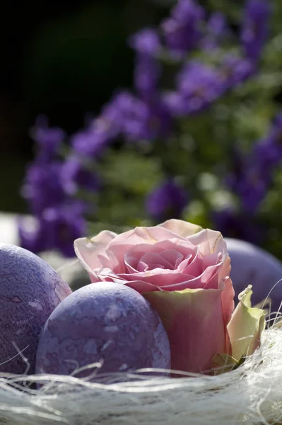 Пасхальные Яйца Фиолетовом Цветами Розовой Розой — стоковое фото