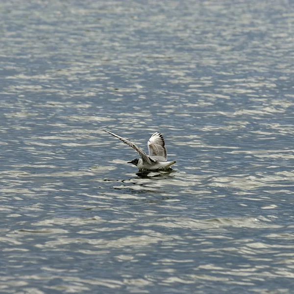 Seagull Lake — Stock Photo, Image