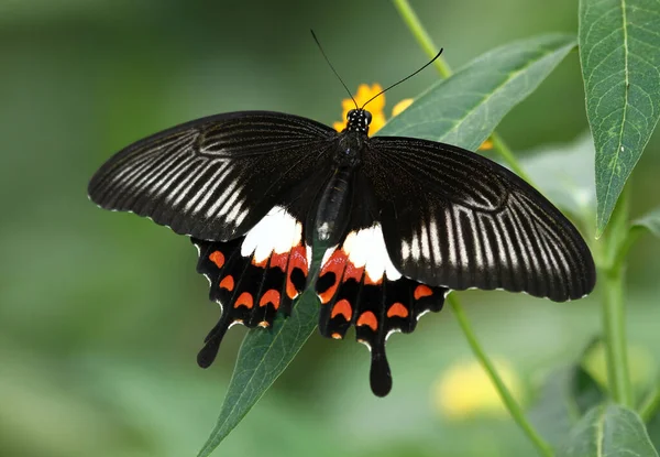 Närbild Insekter Vild Natur — Stockfoto