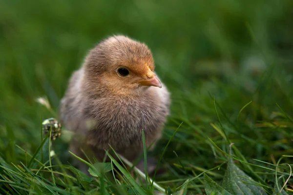 Petit Poulet Sur Herbe — Photo