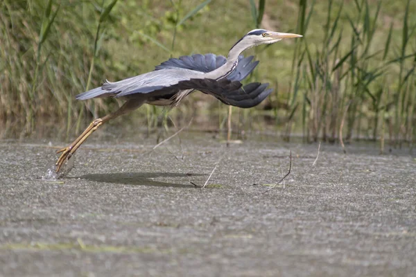 Vista Panorámica Garza Pájaro Naturaleza — Foto de Stock