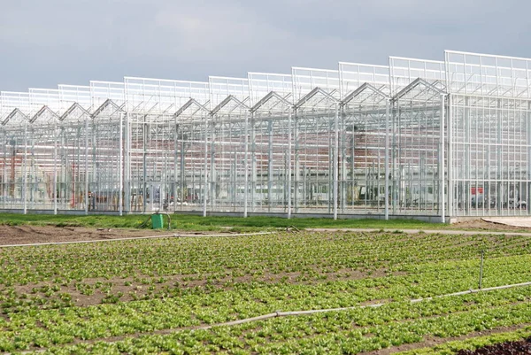 Outdoor Greenhouse Cultivation — Stock Photo, Image
