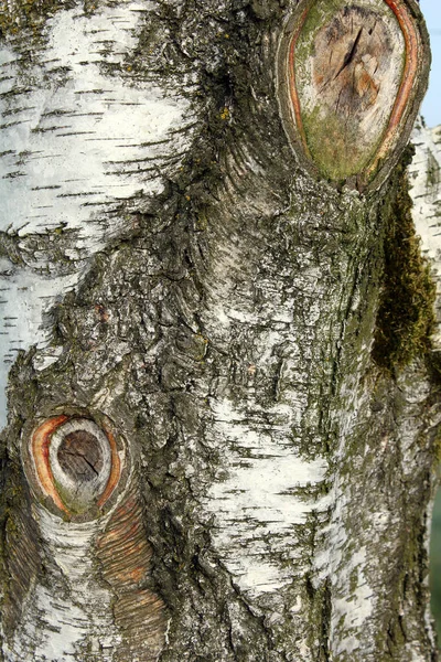 古い木の樹皮の質感 — ストック写真