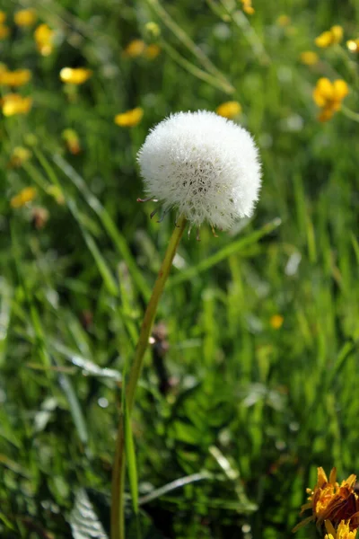 Pusteblume Morgentau — Stockfoto