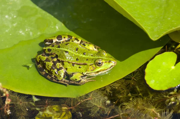 Anfibio Animal Rana Naturaleza —  Fotos de Stock