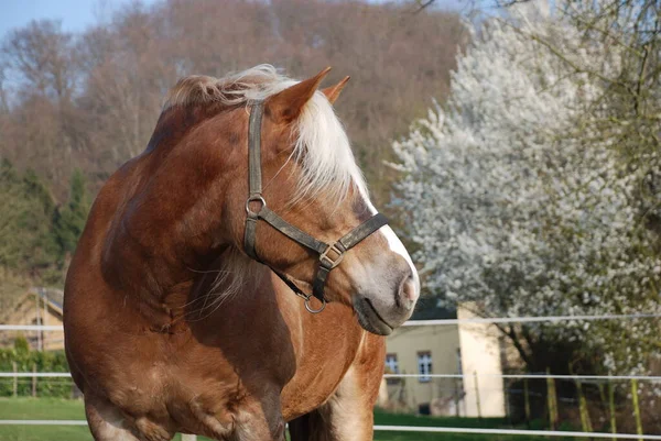 Кінь Полі — стокове фото