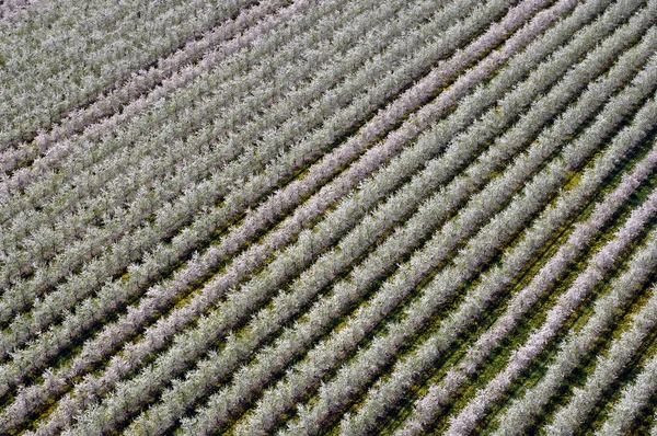 メクレンブルクの果樹園の空中ビュー — ストック写真