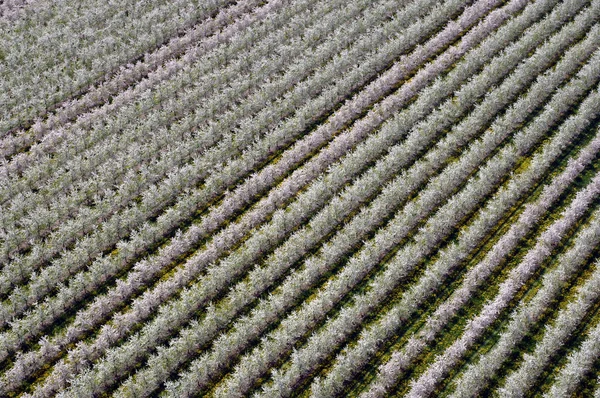 Luchtfoto Van Boomgaarden Mecklenburg — Stockfoto