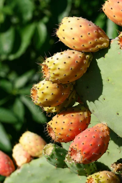 cactus plant, prickly cactus flora