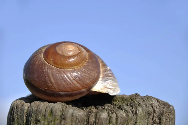 Escargot Sur Rocher — Photo