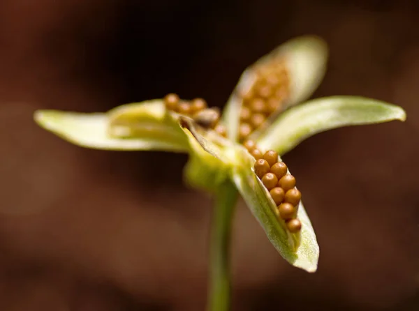 Seeds Horn Veil — Stock Photo, Image