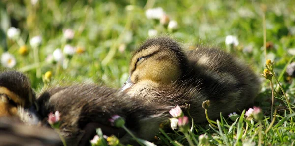 Twee Eenden Het Gras — Stockfoto