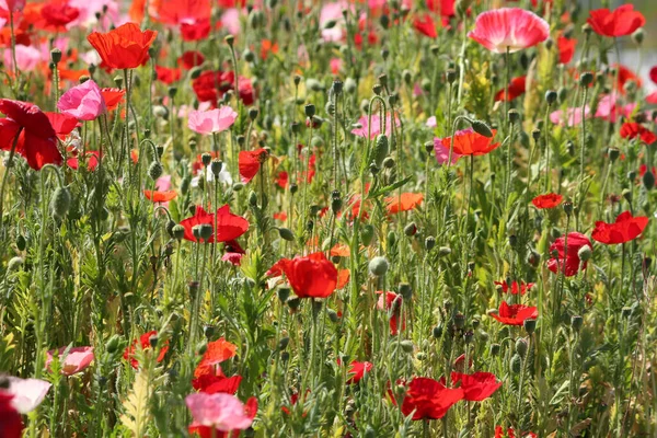 Fiori Campo Fiori Papavero — Foto Stock