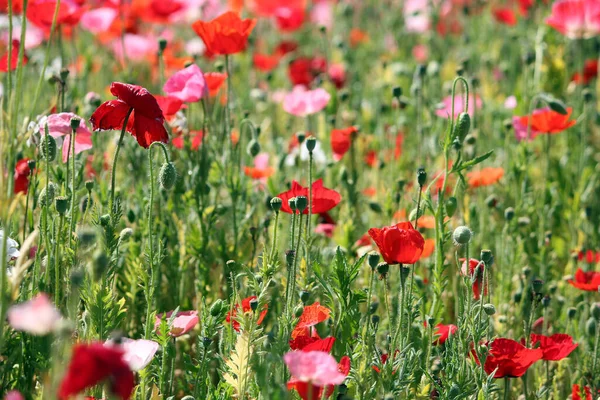 Veldbloemen Papaverbloemen — Stockfoto