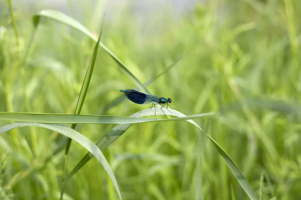 Odonata Yusufçuk Böceği Flora Fauna — Stok fotoğraf