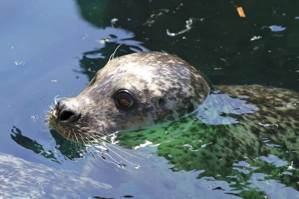 Seal Close — Stock Photo, Image