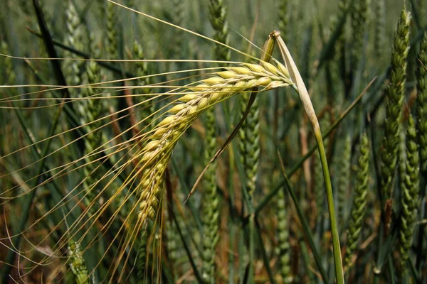 Close Wheat Field — Stock Photo, Image