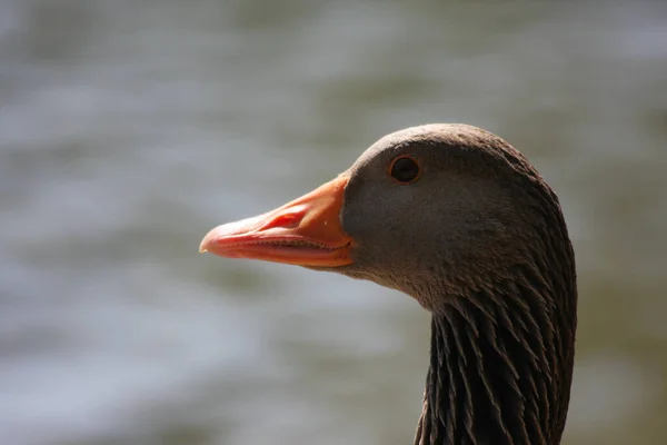 Scenic View Grey Geese Wild Nature — Stock Photo, Image