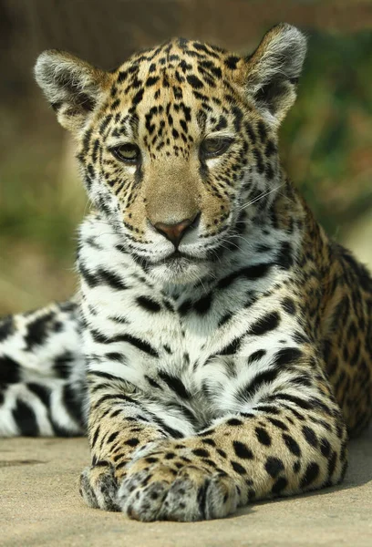 Perto Leopardo Zoológico — Fotografia de Stock