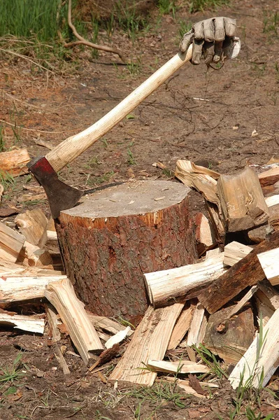 Chopped Firewood Hardwood Texture — Stock Photo, Image