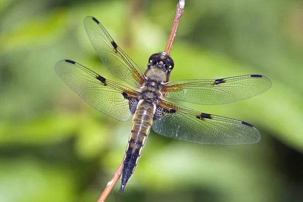 Odonata 蜻蜓昆虫 动植物 — 图库照片