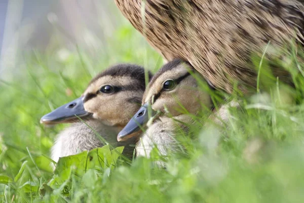 Closeup View Cute Little Ducklings — Stock Photo, Image