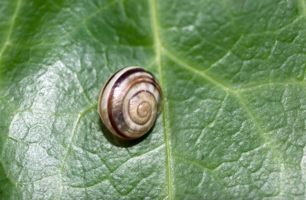 Šnečí Spirála Pomatia Bezobratlí Měkkýši — Stock fotografie