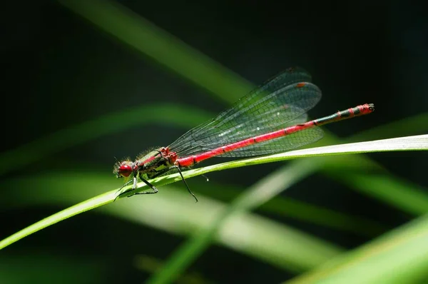 Nahaufnahme Der Libellen Der Natur — Stockfoto