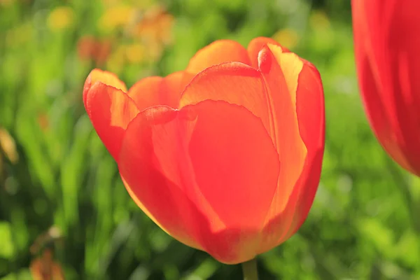 Prairie Tulipes Rouges — Photo
