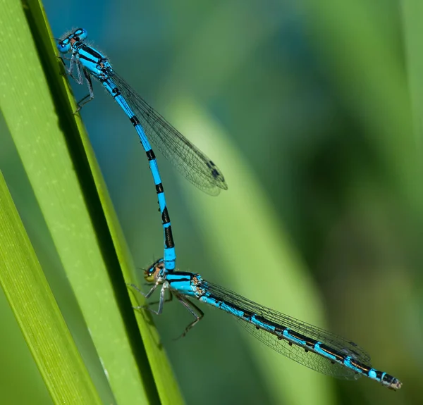 Efter Lång Avhållsamhet Med Nya Macro Detta Den Första Testbilden — Stockfoto