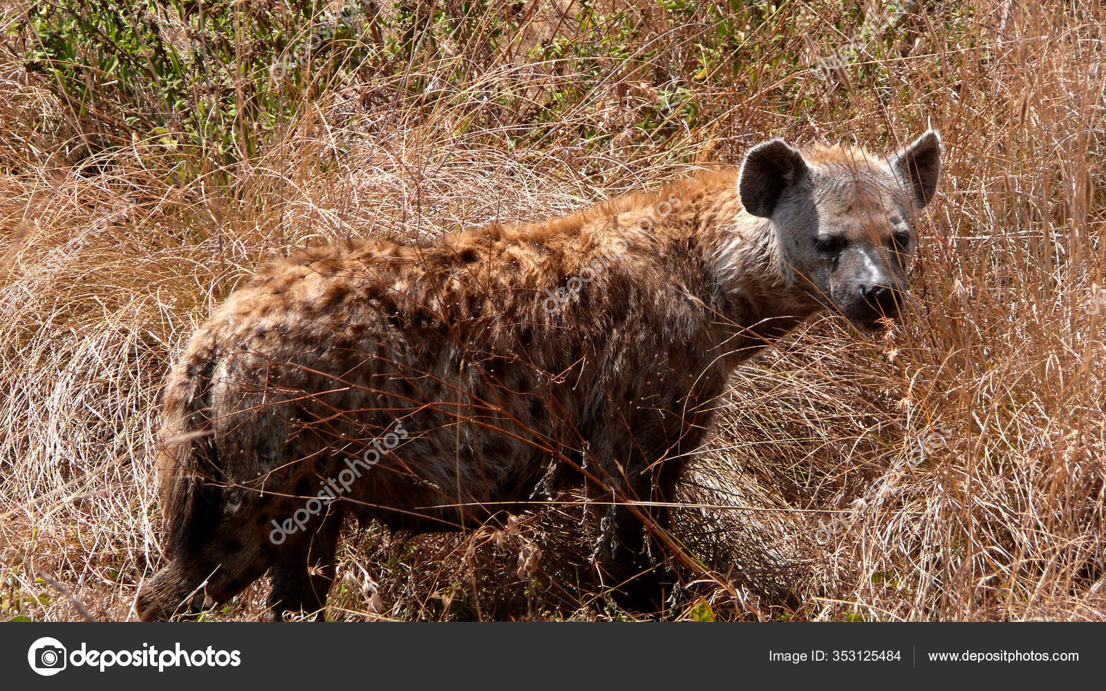 American Hyena