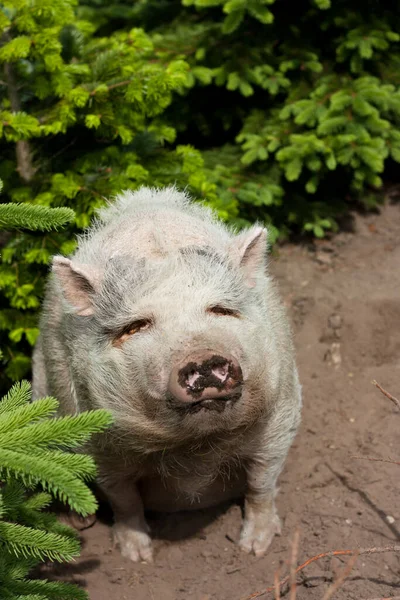 Varken Tussen Dennenbomen — Stockfoto