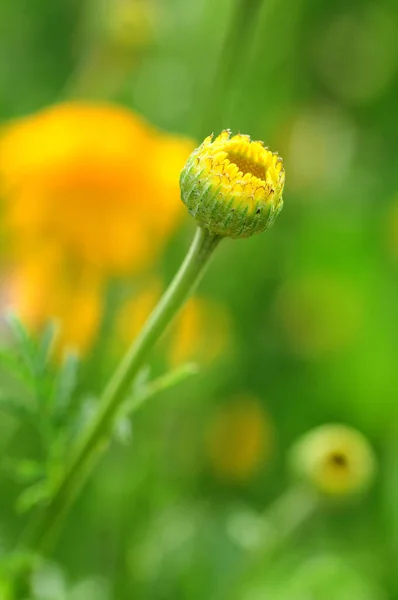 Dyer Dog Skamille Anthemis Tinctoria — Zdjęcie stockowe