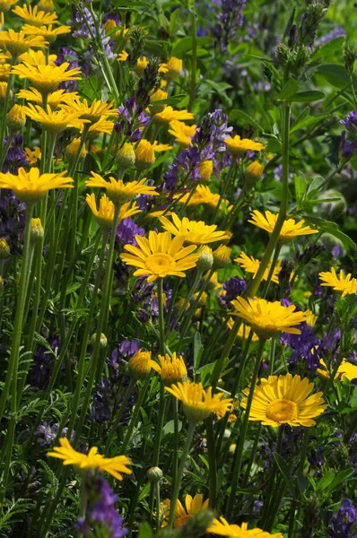 Dyer Dog Skamille Anthemis Tinctoria — Fotografia de Stock