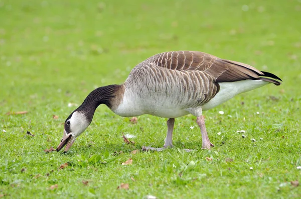 Scenic View Goose Bird Nature — Stock Photo, Image