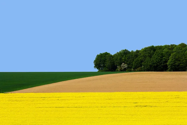 Желтое Поле Зеленым Рапсом — стоковое фото