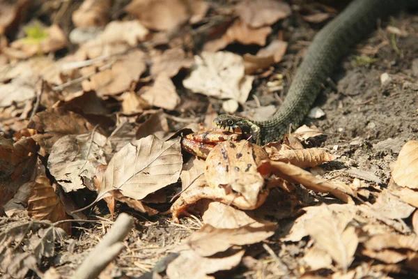 Dangerous Snake Carnivorous Reptile — Stock Photo, Image