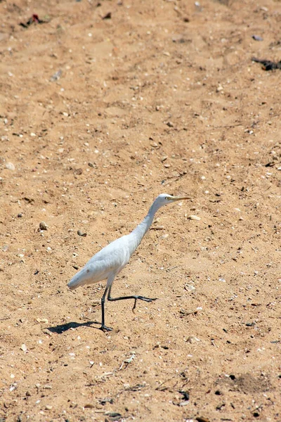 Airone Bianco Sulla Spiaggia Dello Sri Lanka — Foto Stock