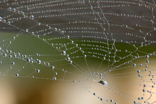 Spider Web Insect Trap — Stock Photo, Image