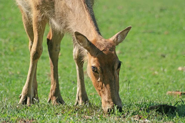 Herten Fauna Van Natuur — Stockfoto