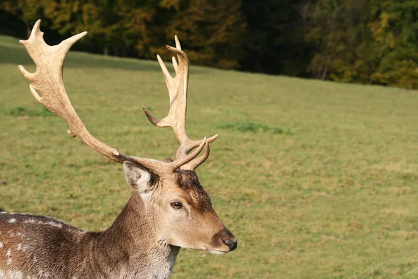 落ちた鹿 森の動物 自然動物 — ストック写真