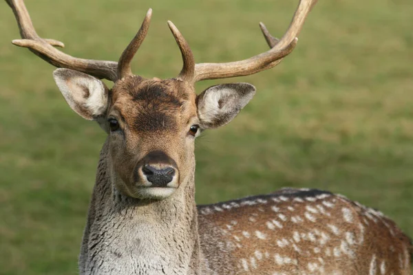 Damhirsche Waldtiere Naturfauna — Stockfoto