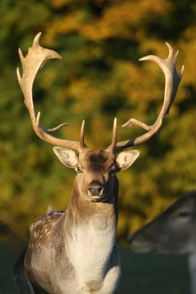 Fallow Deer Forest Animal Nature Fauna — Stock Photo, Image