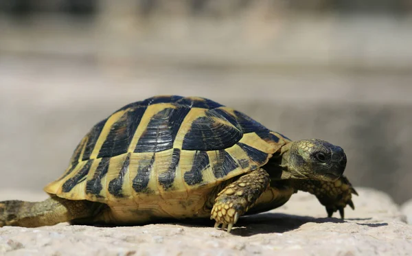 Sköldpaddsreptil Djurödla — Stockfoto