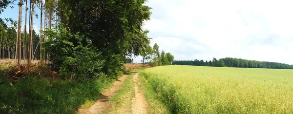 Floresta Caminho Campo Panorama — Fotografia de Stock