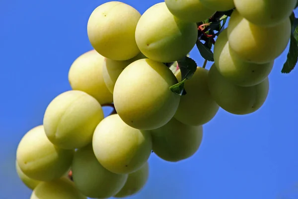 Traube Reifer Trauben Vor Blauem Himmel — Stockfoto