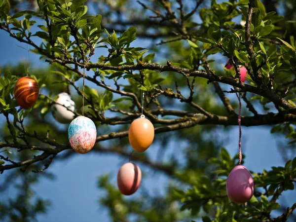 Окрашенные Пасхальные Яйца Дереве — стоковое фото