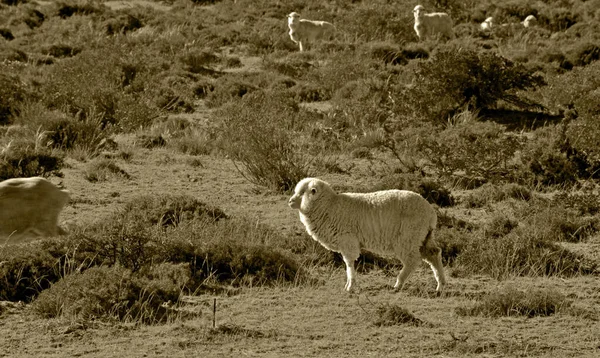 Group Goats Grazing Field — Stock Photo, Image